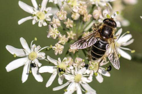 Réf. 253 949 : Eristalis nemorum